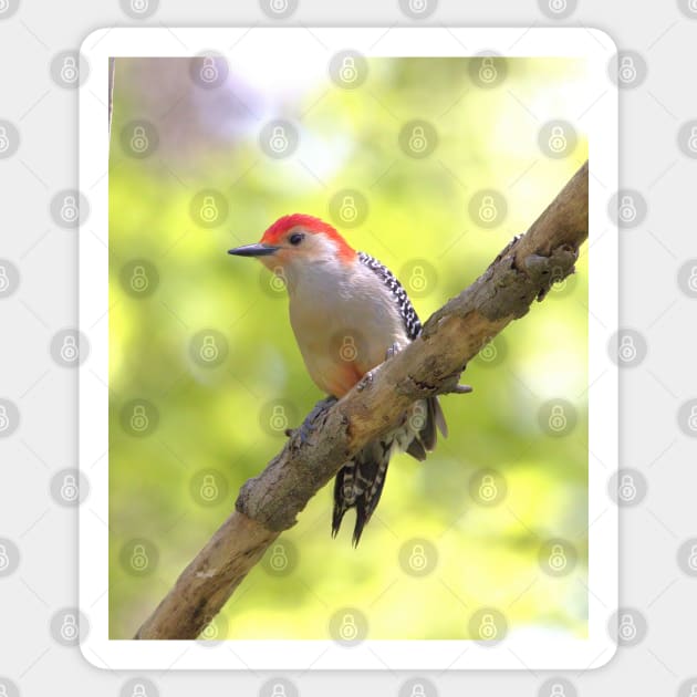 Red bellied woodpecker Sticker by BirdsnStuff